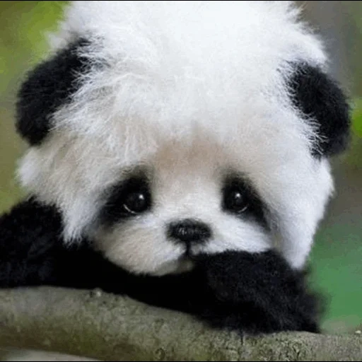 the panda, panda cute, panda trompete, der zwergpanda, baby panda panda