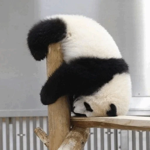 panda, apología, molde, humor panda, fussavorzak