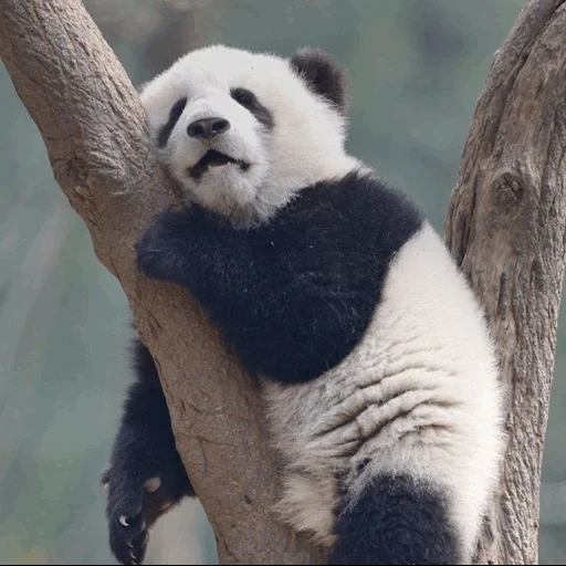 panda, panda grande, panda perezoso, nasija kamenkikh, panda gigante