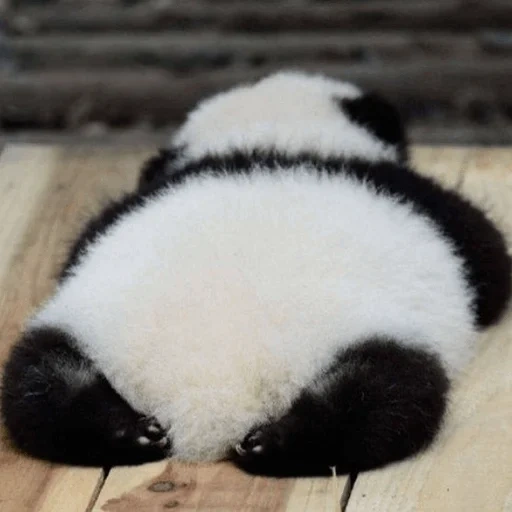 панда, панда панда, большая панда, животные панда, гигантская панда