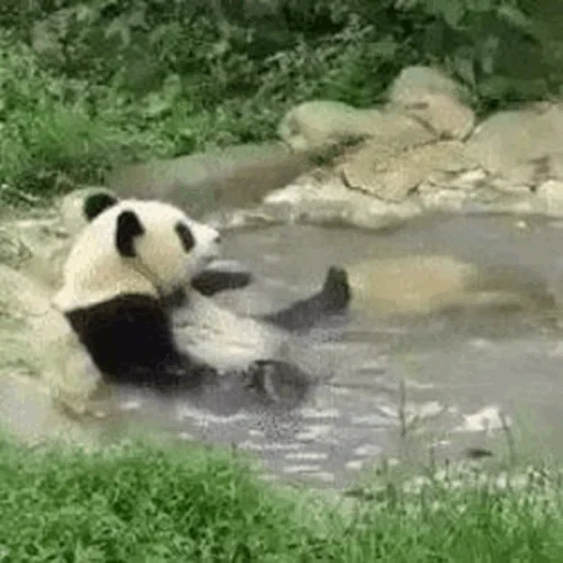 the panda, panda, der panda schwimmt, panda schwimmen, der panda pool