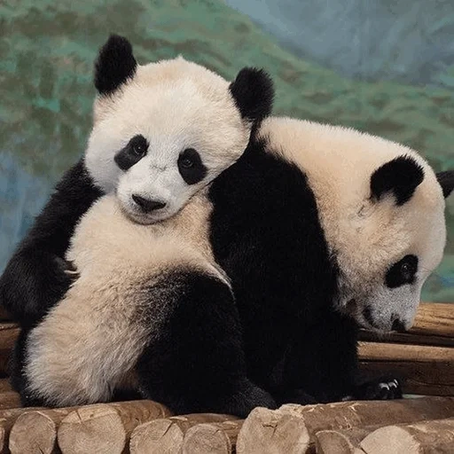panda, panda géant, panda géant, panda australien, petit livre rouge du panda géant