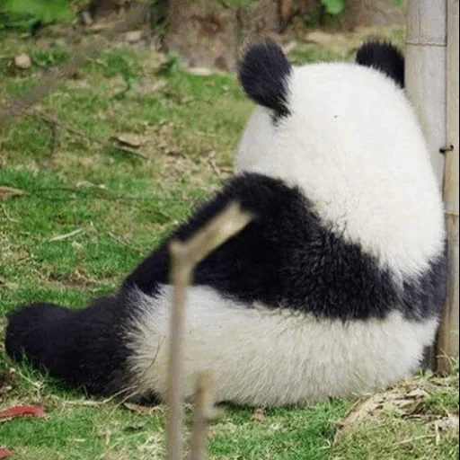 panda, nevteugansk, panda está muy triste, foto personal, panda sentado vista lateral