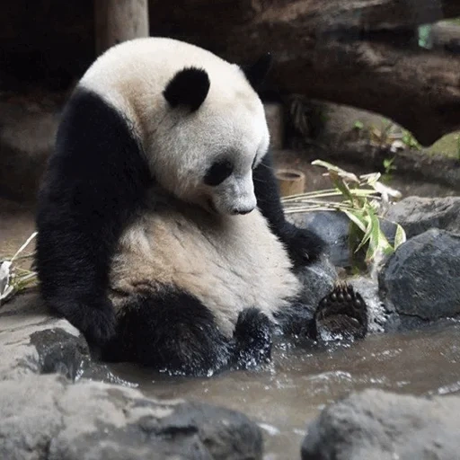 панда, панда без, мокрая панда, большая панда, панда бамбуковый медведь