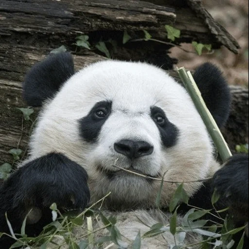 the panda, rada der panda, the giant panda, die pandatiere, the giant panda