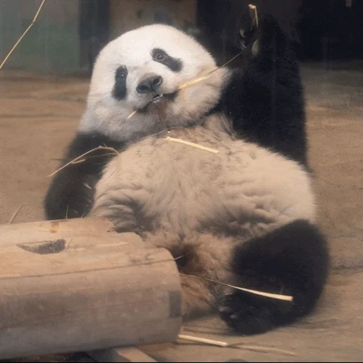 the panda, the giant panda, der tierische panda, the giant panda, bambus panda