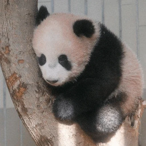 the panda, der riese panda, the giant panda, der duft von panda, the giant panda