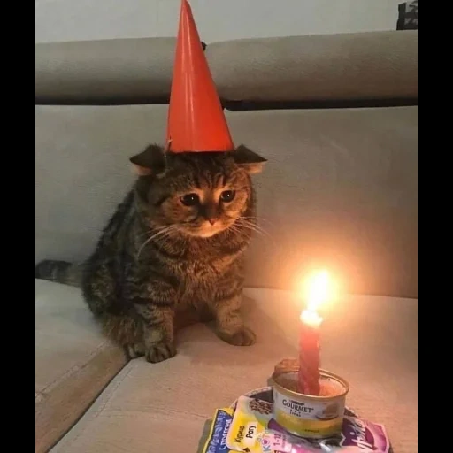 кошка, юмор коты, кот смешной, birthday cat, sad birthday cat