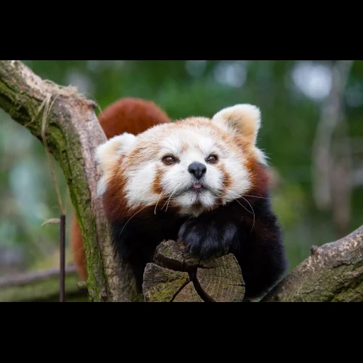 малая панда, красная панда, животное красная панда, красная китайская панда, красная панда альбинос панда