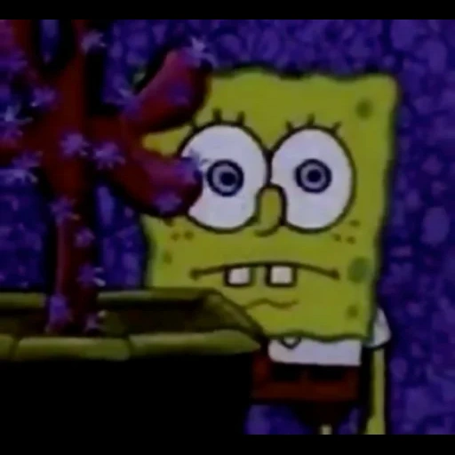 meme spongebob, spongebob, spongebob staffel 3, spongebob spongebob, spongebob square hose