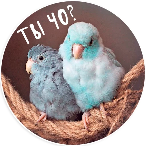 sweet parrot, budgie, uzolnoprodniki parrots are blue, the wavy parrot is blue, parrots are inseparable aesthetics
