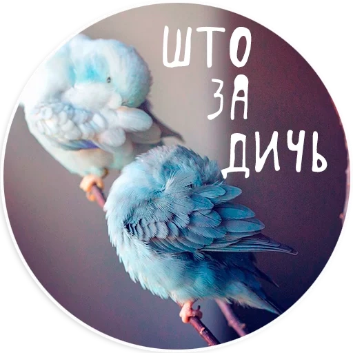 uccelli teneri, il pappagallo è blu, budgie, i pappagalli uzolnoprodniki sono blu, il pappagallo alessandrico è blu