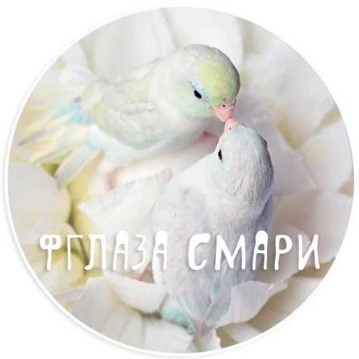 blanco inseparable, pájaro inseparable, parrot inseparable, no se puede separar del loro gris, parrot inseparable de la estética
