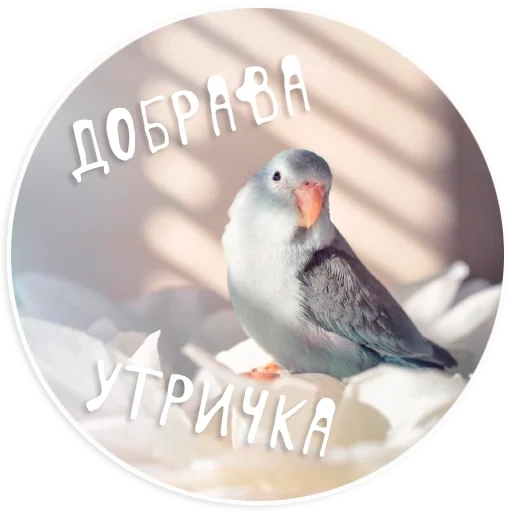 bird ara, white dove, animals of birds, a chick of a white pigeon, sparrow parrot