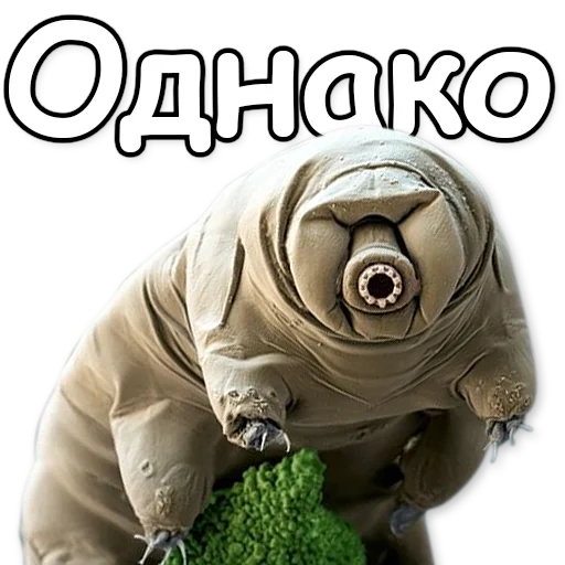 tikhokhokka, l'animale è a corto, sea bear tikhokhodka, water bear tikhokhoka