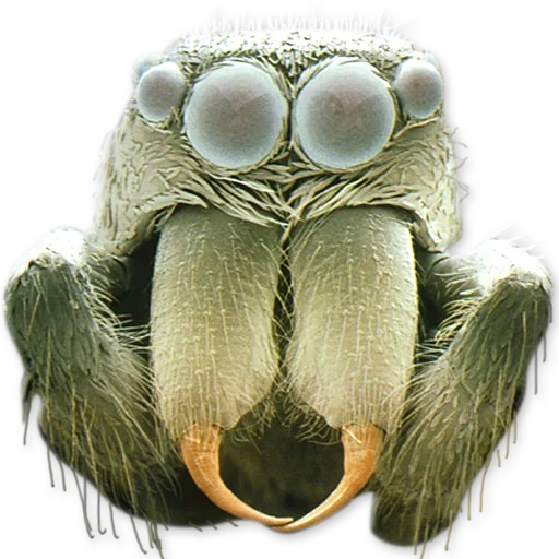 ojos de araña, tarántula araña, micro fotografía de araña, estructura del ojo de araña, araña bajo el microscopio