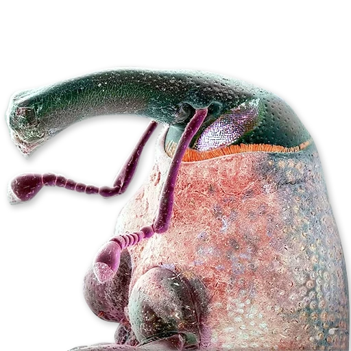 the worm, der parasit, die insekten, ungewöhnliche insekten