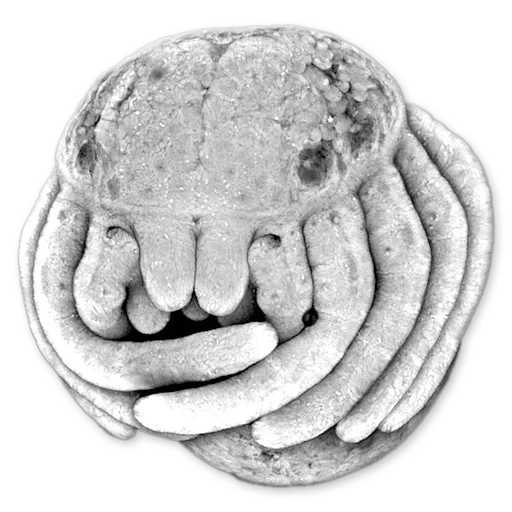 embrião, aranha de bordado, murule blastocist, google planet earth, a primeira mente do universo