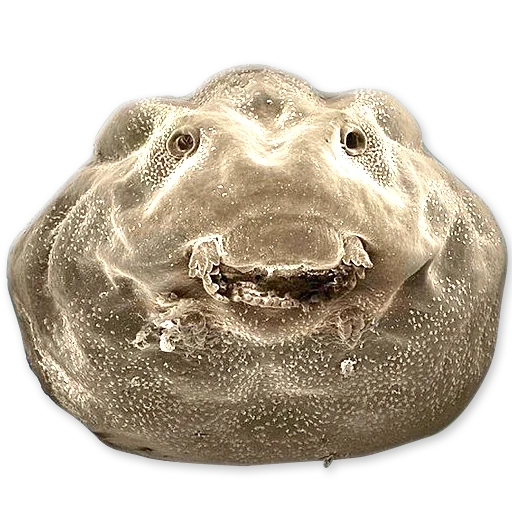 hippo head, weird animals, alexander pogolovak, animals under a microscope, the first pancake coma negative factor