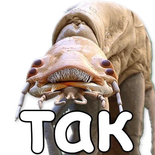insetto, mondo alieno, lo scarabeo è a corto, fossile vivente, bear tikhokhodka
