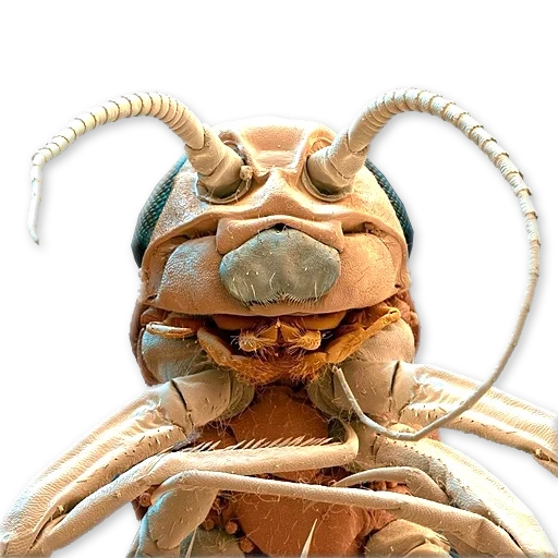 moustique au microscope, fourmis au microscope, face de fourmi sous le microscope, museau de fourmi au microscope, tête de fourmi au microscope