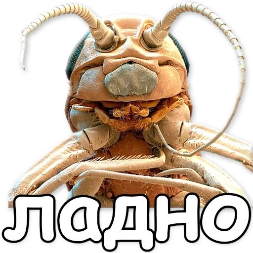hommes, insectes à proximité, face de fourmi sous le microscope, museau de fourmi au microscope, tête de fourmi au microscope