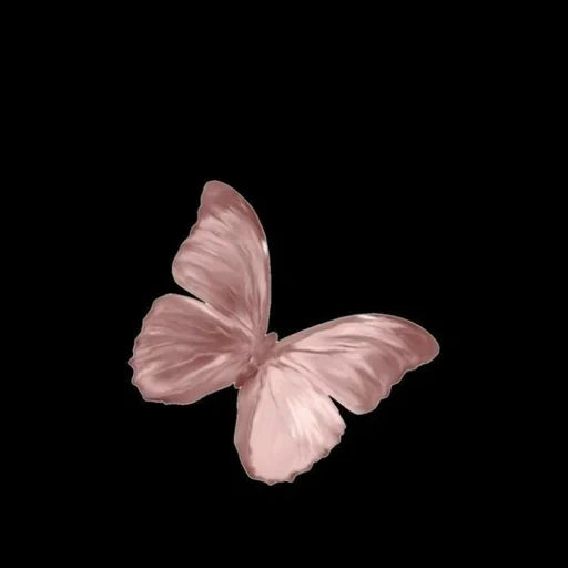 kupu kupu, kupu kupu merah muda, kupu kupu latar belakang hitam, kupu kupu estetika merah muda, latar belakang hitam kupu kupu merah muda