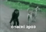 gif monkey, dog monkey, fight monkeys with a dog, the dog is against the monkey, the monkey teases the dog