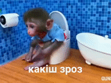 monyet, monyet, bayi monyet, toilet selfie monyet, monyet bon bon monyet