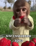 baby monkey, cute monkey, dear monkey, funny monkeys, the monkey eats strawberries