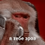 meme, monyet, stas mikhailov, telepon monyet, monyet sedang berbicara di telepon