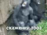 gorila, un mono, chimpancés, gorila de montaña, pequeño gorila