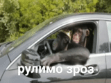 auto, dans la voiture, voiture, singe conduisant le golf, gangster de singe en temps réel