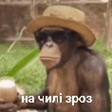 primates, memes tontos, monos divertidos, valery zhimishenko, monkey kepke con un cigarrillo