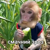 niño, abzyan, un mono, broma de mono