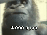 scherzo, gorilla, gorilla maschio, monkey gorilla, gorilla sorride un meme