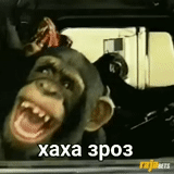 кадр фильма, обезьяна ржет, дмитрий булгаков, обезьяна смеется, обезьяна за рулем