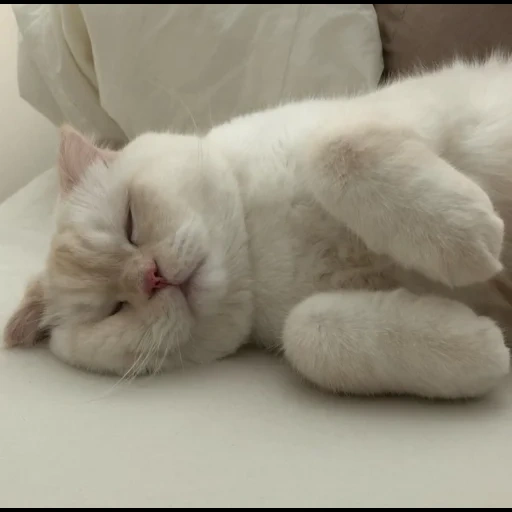 кот, котики, спи сладко, белый котик, милые котики
