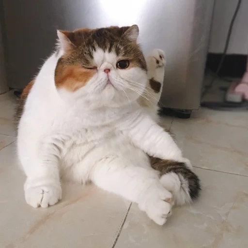 мытищи, кот экзот, жирный котик, толстый котик, милые толстые котики