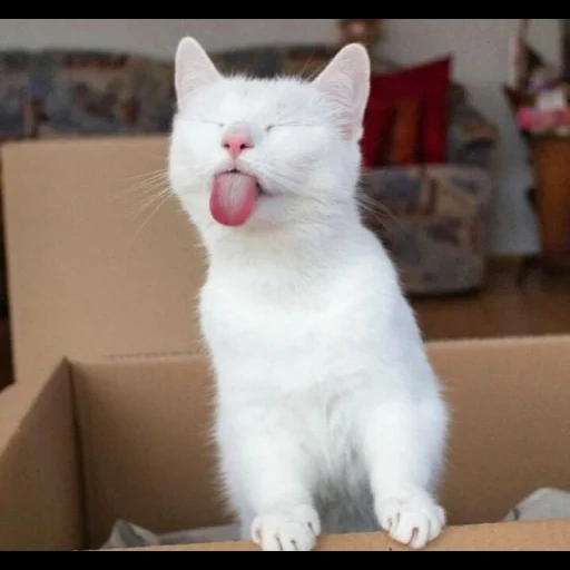кот смешной, кошка белая, смешные коты, котик веселый, смешной белый кот