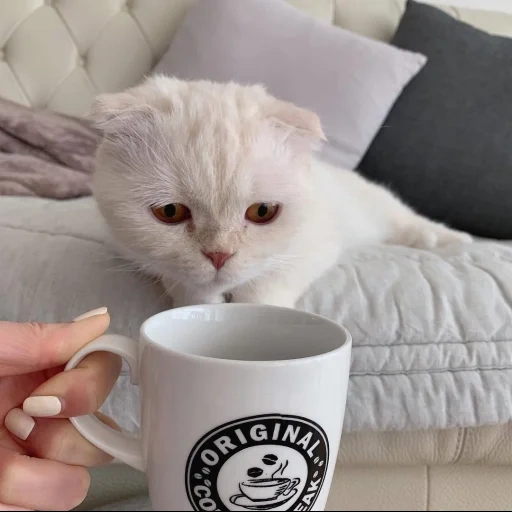 кофе кот, утро кот, кошка кофе, утро котики, кот большой