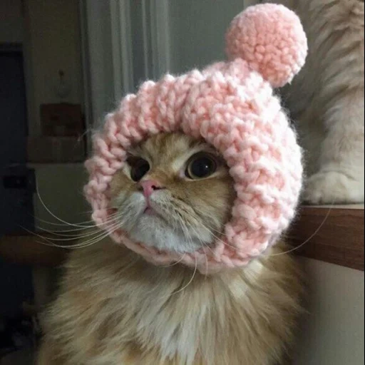 котик шапочке, кошка шапочке, котенок шапочке, кот розовой шапке, кошка розовой шапке