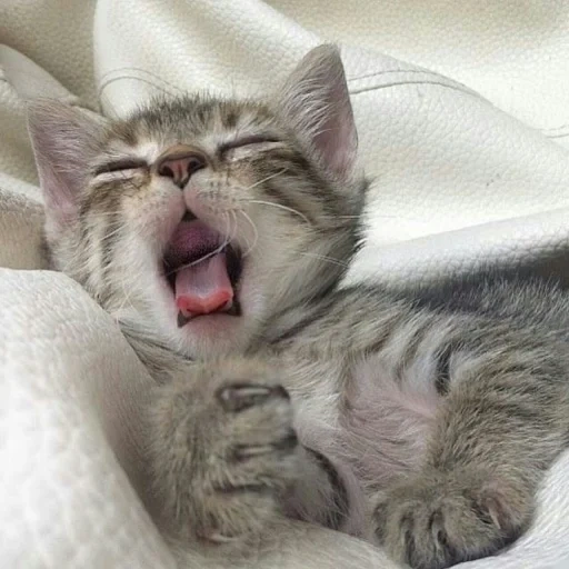 кот, кошка, сонный котик, зевающий кот, милые котики зевают