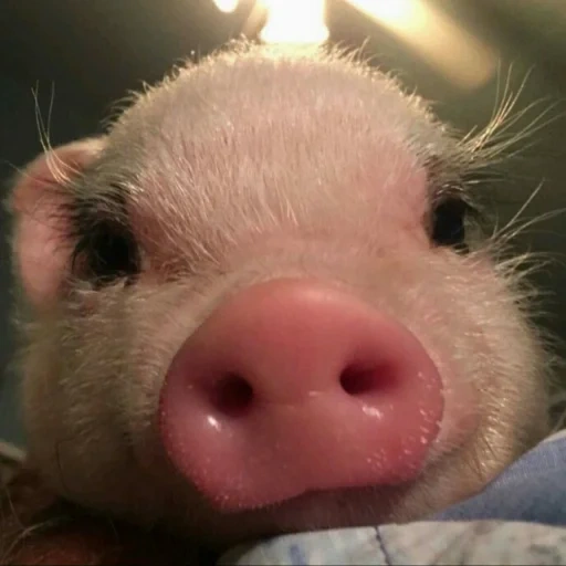 свинки, 2004 год, свинка милая, свинка пигги, маленькая свинка