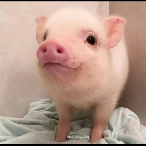 минипиг, милый поросенок, свинья маленькая, мини пигги свинка, декоративная свинка