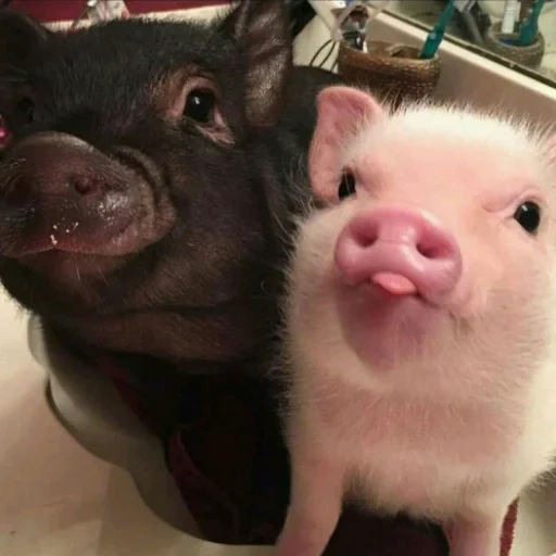 свинка мини пиг, домашняя свинка, поросенок милый, маленькая свинка, бергштрессер книрт