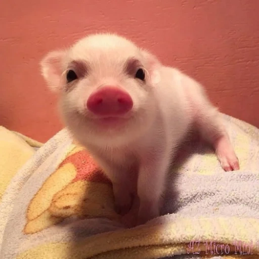 поросенок, свинья милая, свинка пигги, милый поросенок, поросенок улыбается
