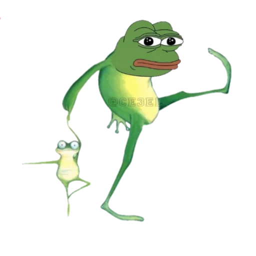 katak, katak, toad pepe, frog herbert, katak hijau