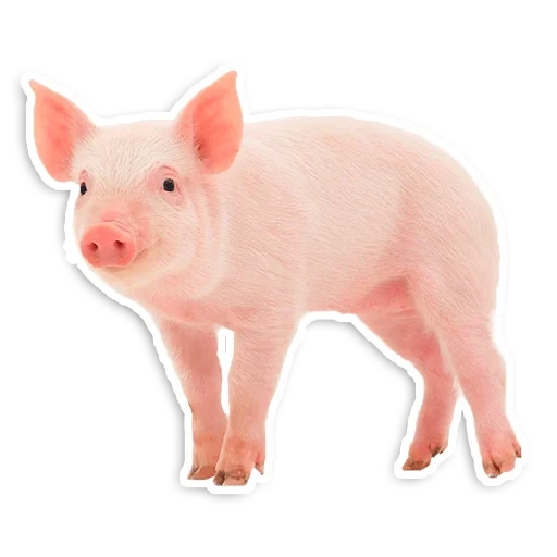 pig, peppa pig, pig with a white background, mini pig with white background, pigs with piglets with a white background