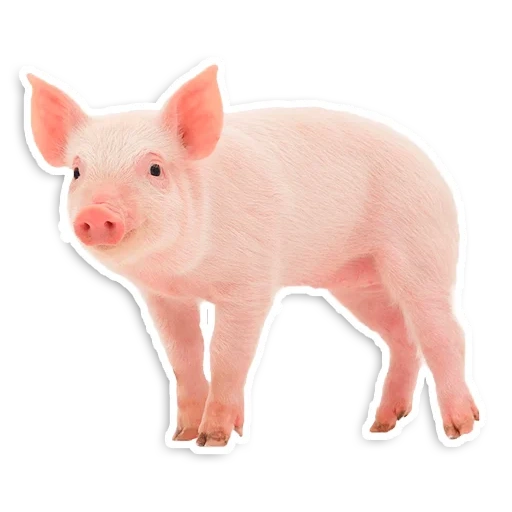 schwein, peppa pig, schwein mit einem weißen hintergrund, mini schwein mit weißem hintergrund, schweine mit ferken mit einem weißen hintergrund